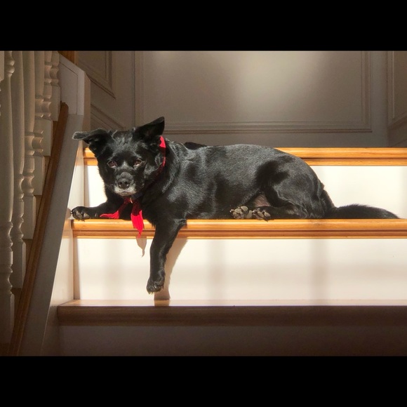 This is Charlie - Picture 2 of 6